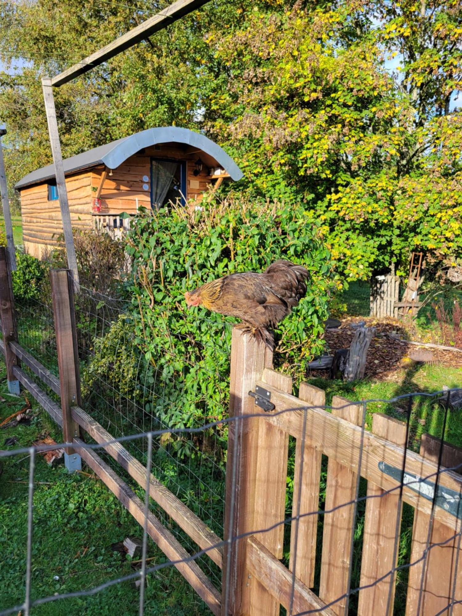La Roulotte Tiny House Du Mond'Ideal Leval  Pokój zdjęcie